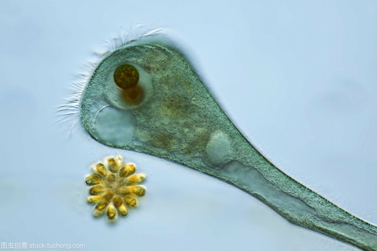 藍(lán)綠藻共生之美 聲音洪亮的大喇叭蟲與光合作用的奇妙結(jié)合